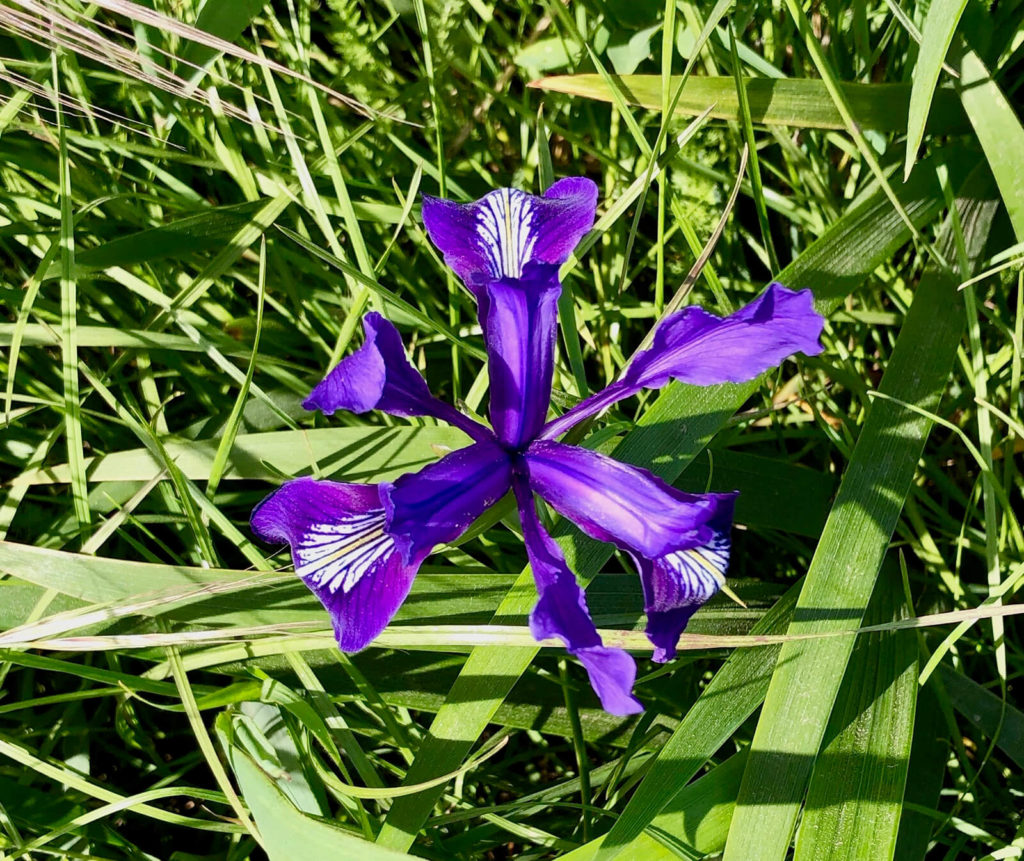 Purple iris, "Great Marin County Hikes – Abbotts Lagoon."