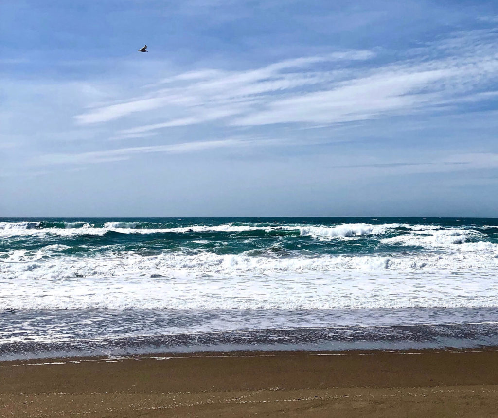 Ocean and seagull, "Great Marin County Hikes – Abbotts Lagoon."