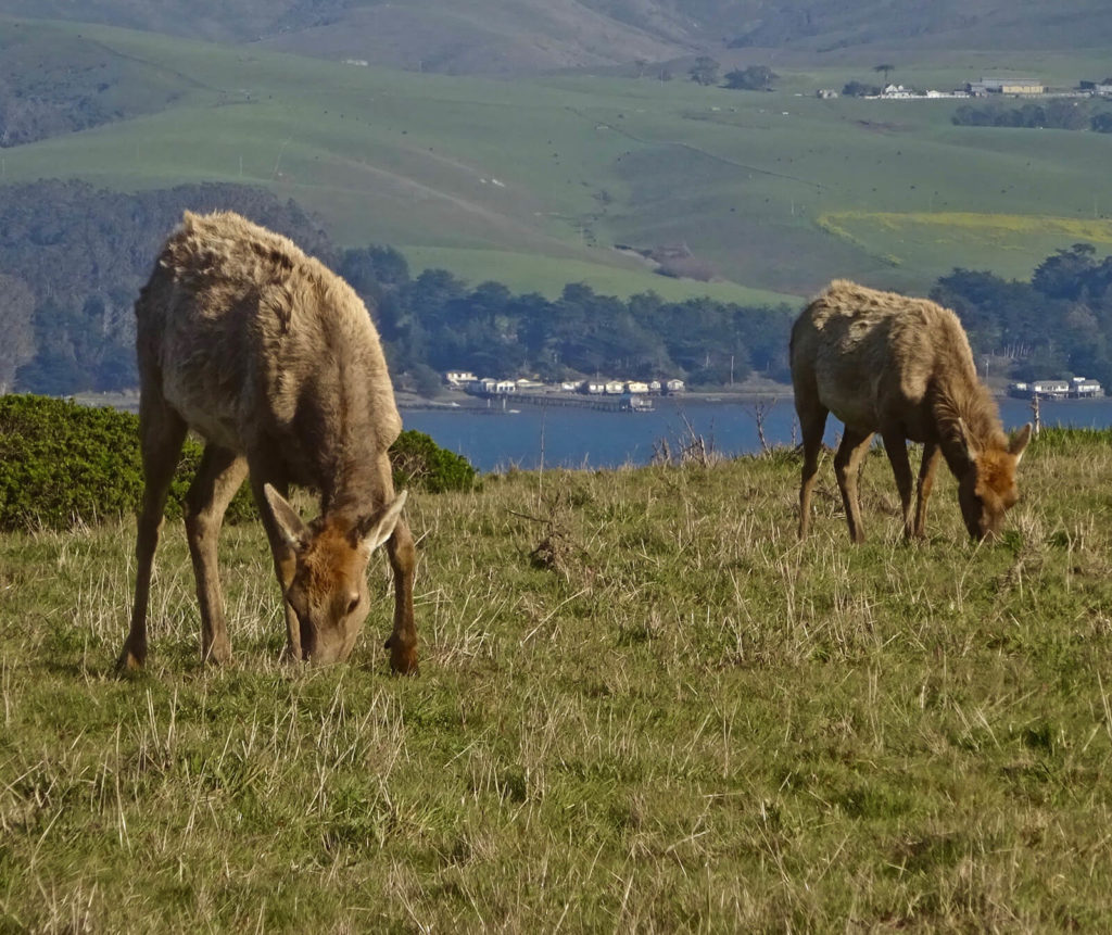 Grazing at Tule Elk Preserve. "Great Marin County Hikes Tule Elk Preserve."