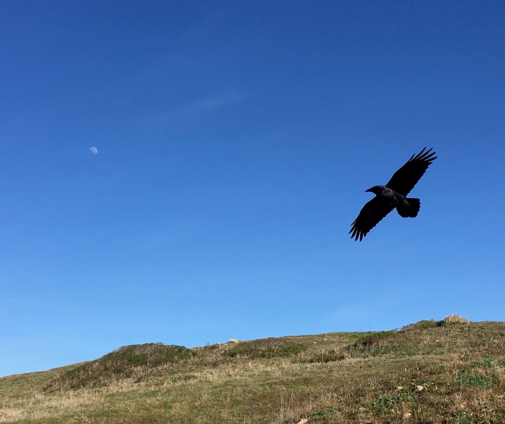 Raven and moon, "Great Marin County Hikes – Tule Elk Preserve."