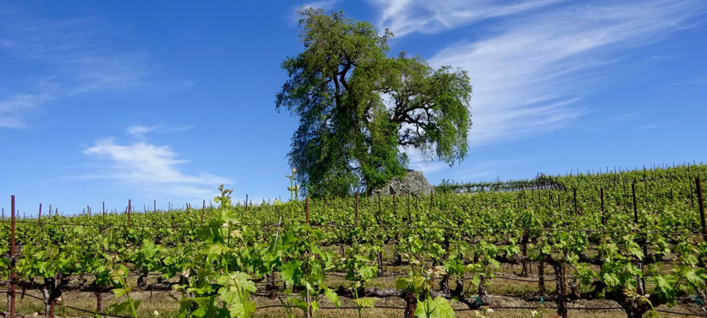 Oak and vines and Jordan Vineyards & Winery.