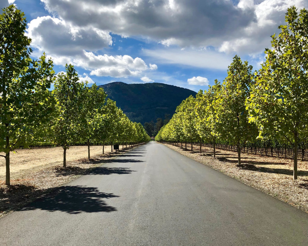 Tree-lined driveway at Inglenook, Rutherford.